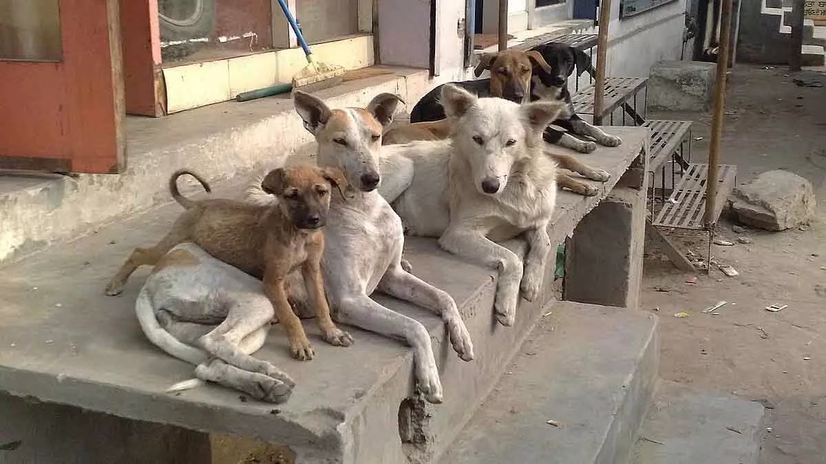 Indore : आवारा कुत्ते ने उत्पात मचाया; दो घंटे में छह लोगों को काटा Indore : आवारा कुत्ते ने उत्पात मचाया; दो घंटे में छह लोगों को काटा
