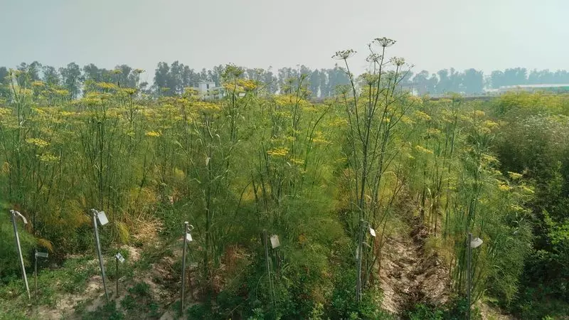 Karnal यूनिवर्सिटी ने मसालों और सब्ज़ियों की 7 नई किस्में पेश कीं Karnal यूनिवर्सिटी ने मसालों और सब्ज़ियों की 7 नई किस्में पेश कीं