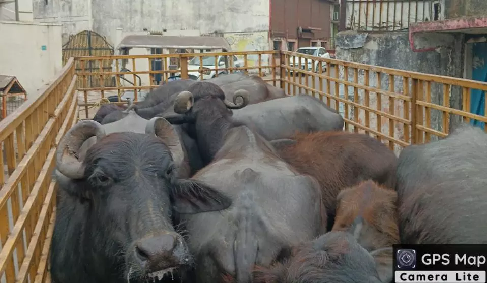 नीलकंठ डेयरी संचालक पर निगम ने लगाया 10 हजार का जुर्माना नीलकंठ डेयरी संचालक पर निगम ने लगाया 10 हजार का जुर्माना