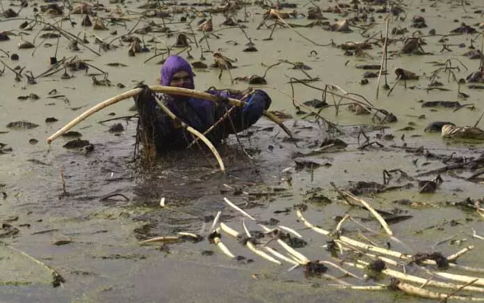 जमी हुई Dal Lake में कमल के किसान लुप्त होती जीवनशैली को थामे हुए हैं जमी हुई Dal Lake में कमल के किसान लुप्त होती जीवनशैली को थामे हुए हैं