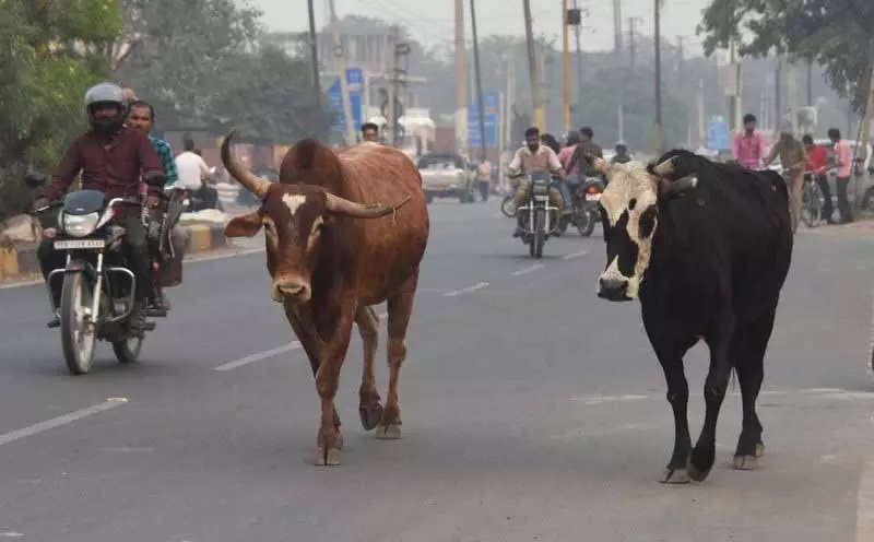 Chandigarh: आवारा कुत्तों के आतंक से 55 साल के आदमी की मौत Chandigarh: आवारा कुत्तों के आतंक से 55 साल के आदमी की मौत