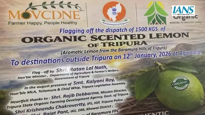 त्रिपुरा ने 1.5 टन ऑर्गेनिक गंधराज नींबू का सबसे बड़ा निर्यात किया, मध्य पूर्व और यूके को भेजी खेप त्रिपुरा ने 1.5 टन ऑर्गेनिक गंधराज नींबू का सबसे बड़ा निर्यात किया, मध्य पूर्व और यूके को भेजी खेप