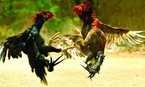 Andhra: मुर्गा लड़ाई के मैदान नष्ट कर दिए गए
