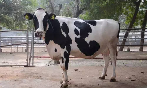 NDRI के करण फ्राइज़ 16 नए पंजीकृत पशुओं में शामिल