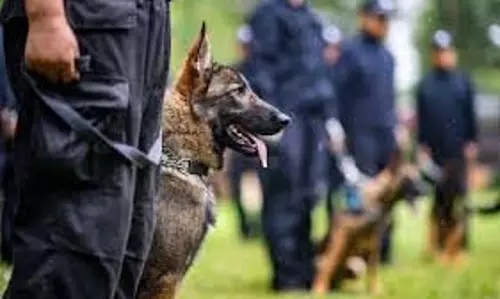 अमेरिका में पुलिस डॉग या घोड़े पर हमला पड़ेगा भारी, करना पड़ सकता है निर्वासन का सामना अमेरिका में पुलिस डॉग या घोड़े पर हमला पड़ेगा भारी, करना पड़ सकता है निर्वासन का सामना
