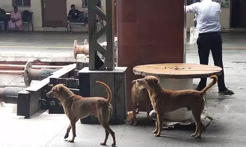 Chennai: शहर के सेंट्रल रेलवे स्टेशन पर आवारा कुत्तों की वजह से सुरक्षा को लेकर चिंता