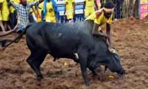 पलामेडु और अलंगनल्लूर में जल्लीकट्टू की तैयारियां तेज पलामेडु और अलंगनल्लूर में जल्लीकट्टू की तैयारियां तेज