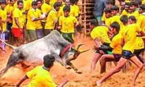 Palamedu और Alanganallur में जल्लीकट्टू की तैयारियां तेज Palamedu और Alanganallur में जल्लीकट्टू की तैयारियां तेज