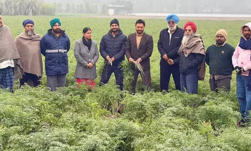 PAU ने पंजाब ब्लैक ब्यूटी गाजर किस्म की बाजार क्षमता पर प्रकाश डाला