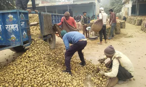 Farrukhabad: आलू की मार्केट कीमत स्थिर, ₹401–₹501 प्रति क्विंटल Farrukhabad: आलू की मार्केट कीमत स्थिर, ₹401–₹501 प्रति क्विंटल