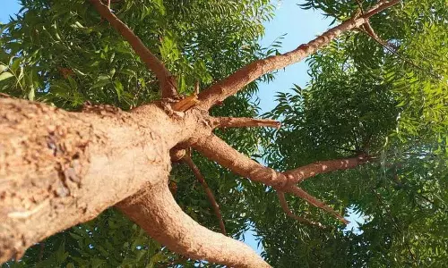 क्या आप जानते हैं कि Neem का पेड़ कई तरह से हमारी मदद करता है? क्या आप जानते हैं कि Neem का पेड़ कई तरह से हमारी मदद करता है?