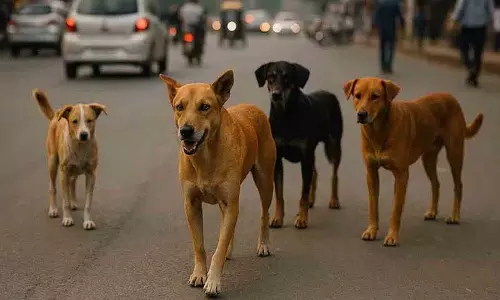 कुत्ते के काटने पर Supreme Court की बड़ी टिप्पणी: राज्यों को भारी मुआवज़ा मिल सकता