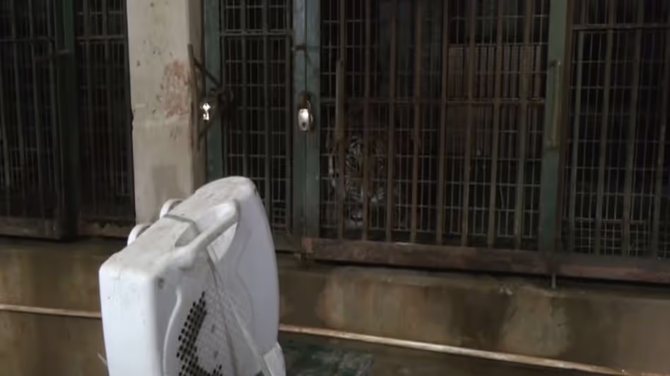 Assam के चिड़ियाघर में तापमान गिरने के साथ सर्दियों में देखभाल के कदम तेज़ हो गए