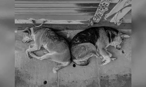 तेलंगाना: एक हफ्ते में करीब 500 आवारा कुत्तों को मारा गया, FIR दर्ज तेलंगाना: एक हफ्ते में करीब 500 आवारा कुत्तों को मारा गया, FIR दर्ज