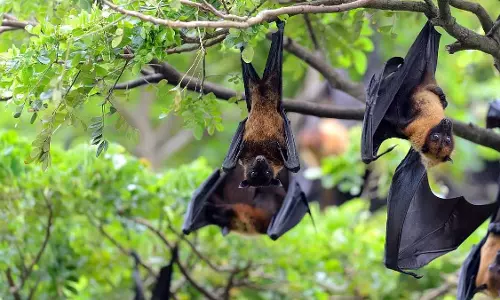 Barasat में डॉक्टर में निपाह के लक्षण दिखे, 22 लोग क्वारंटीन किए गए Barasat में डॉक्टर में निपाह के लक्षण दिखे, 22 लोग क्वारंटीन किए गए