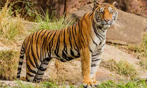 MP: पूर्वी मंडला में मिला बाघ बिजली का झटका लगने से मरा था