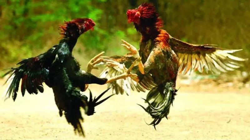 Andhra: मुर्गा लड़ाई के मैदान नष्ट कर दिए गए Andhra: मुर्गा लड़ाई के मैदान नष्ट कर दिए गए
