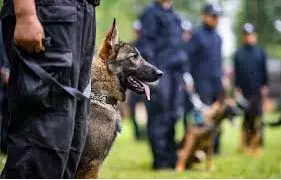 अमेरिका में पुलिस डॉग या घोड़े पर हमला पड़ेगा भारी, करना पड़ सकता है निर्वासन का सामना अमेरिका में पुलिस डॉग या घोड़े पर हमला पड़ेगा भारी, करना पड़ सकता है निर्वासन का सामना