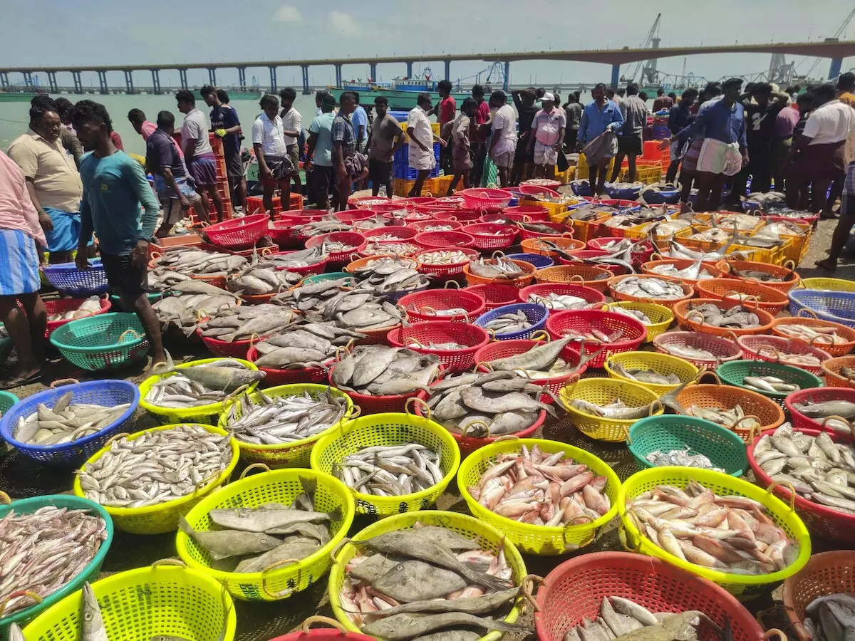 Mumbai: अमेरिका के टैरिफ के बीच भारत का सीफूड निर्यात मजबूत Mumbai: अमेरिका के टैरिफ के बीच भारत का सीफूड निर्यात मजबूत