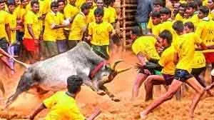 Palamedu और Alanganallur में जल्लीकट्टू की तैयारियां तेज Palamedu और Alanganallur में जल्लीकट्टू की तैयारियां तेज