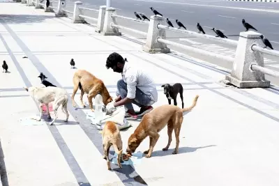 सार्वजनिक जगहों पर आवारा कुत्तों को खाना खिलाने पर SC ने उठाए सवाल सार्वजनिक जगहों पर आवारा कुत्तों को खाना खिलाने पर SC ने उठाए सवाल