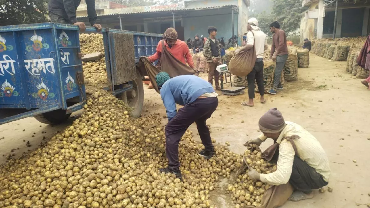 Farrukhabad: आलू की मार्केट कीमत स्थिर, ₹401–₹501 प्रति क्विंटल Farrukhabad: आलू की मार्केट कीमत स्थिर, ₹401–₹501 प्रति क्विंटल