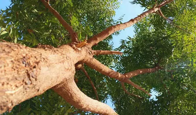 क्या आप जानते हैं कि Neem का पेड़ कई तरह से हमारी मदद करता है? क्या आप जानते हैं कि Neem का पेड़ कई तरह से हमारी मदद करता है?
