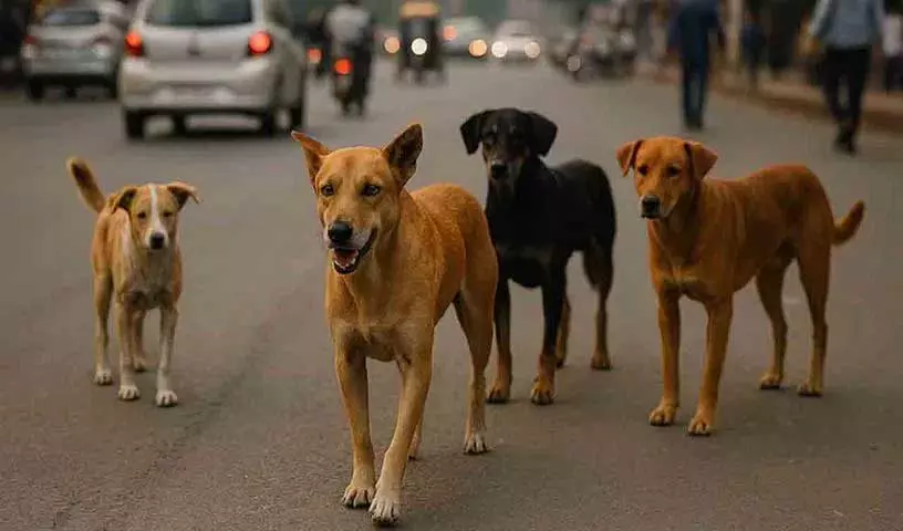 कुत्ते के काटने पर Supreme Court की बड़ी टिप्पणी: राज्यों को भारी मुआवज़ा मिल सकता कुत्ते के काटने पर Supreme Court की बड़ी टिप्पणी: राज्यों को भारी मुआवज़ा मिल सकता