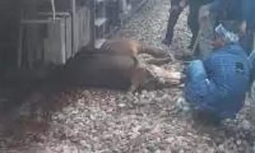 Rajasthan: दर्दनाक हादसा,तेज रफ्तार ट्रेन ने 20 गायों को कुचला Rajasthan: दर्दनाक हादसा,तेज रफ्तार ट्रेन ने 20 गायों को कुचला
