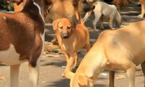 पालतू जानवर वालों को लाइसेंस लेने पड़ सकते है, सुप्रीम कोर्ट की टिप्पणी पालतू जानवर वालों को लाइसेंस लेने पड़ सकते है, सुप्रीम कोर्ट की टिप्पणी