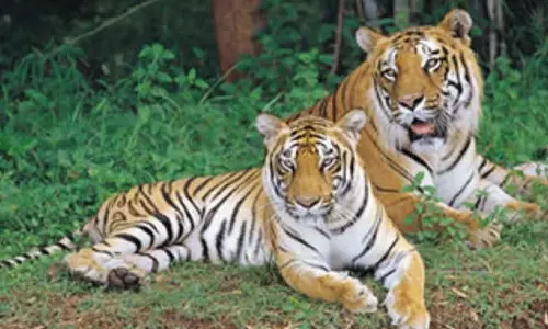 Telangana: बाघों को गिनने के लिए लगभग 2,000 लोगों ने साइन अप किया Telangana: बाघों को गिनने के लिए लगभग 2,000 लोगों ने साइन अप किया