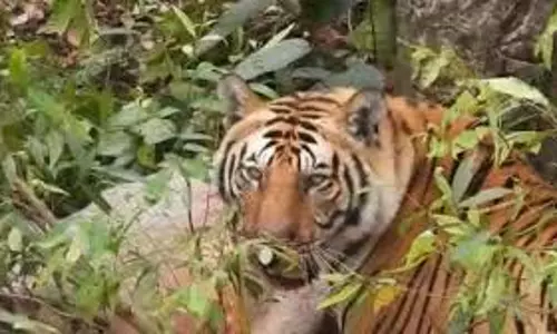 Lakhimpur Kher:  खेत में गन्ना काट रही महिला के सामने अचानक आ गया बाघ,ऐसे  जान बचाई