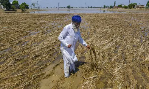 Punjab में बाढ़ प्रभावितों के लिए नया कृषि लोन, पुराने लोन का पेमेंट टाला गया Punjab में बाढ़ प्रभावितों के लिए नया कृषि लोन, पुराने लोन का पेमेंट टाला गया