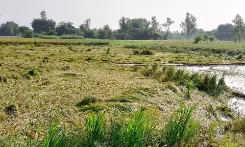Farrukhabad: नवाबगंज में नलकूप बंद, किसानों की फसलें सूखने लगीं Farrukhabad: नवाबगंज में नलकूप बंद, किसानों की फसलें सूखने लगीं