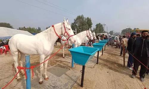Lambi Dhaba घोड़ा बाज़ार में भीड़ उमड़ी