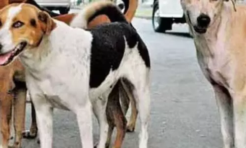 कुत्तों से सावधान रहने गांव में मुनादी, हमले से दर्जन भर लोग घायल कुत्तों से सावधान रहने गांव में मुनादी, हमले से दर्जन भर लोग घायल