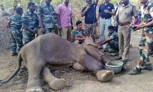 Tamil Nadu: विस्फोटक खाने से हाथी के बच्चे की मौत, 1 गिरफ्तार Tamil Nadu: विस्फोटक खाने से हाथी के बच्चे की मौत, 1 गिरफ्तार