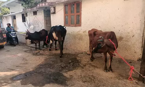 रायपुर : डेयरी संचालक ने मवेशियों को सड़क पर छोड़ा, 5 हजार का जुर्माना