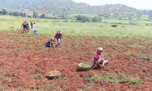 Koraput में आलू की पैदावार पर असर, अधिकारियों ने क्लाइमेट चेंज को ज़िम्मेदार ठहराया Koraput में आलू की पैदावार पर असर, अधिकारियों ने क्लाइमेट चेंज को ज़िम्मेदार ठहराया