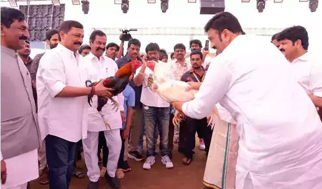 Andhra प्रदेश में संक्रांति के त्योहार का उत्साह बढ़ा रहे हैं मुर्गों की लड़ाई