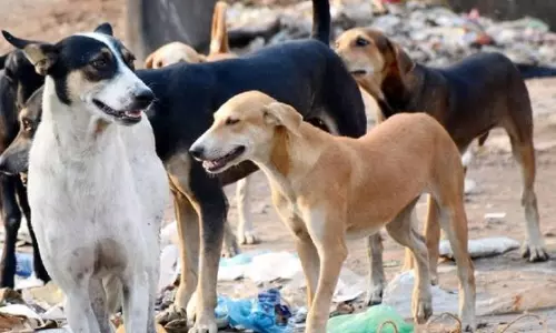 1, 2 नहीं 200...आवारा कुत्तों की सामूहिक हत्या का सनसनीखेज मामला 1, 2 नहीं 200...आवारा कुत्तों की सामूहिक हत्या का सनसनीखेज मामला