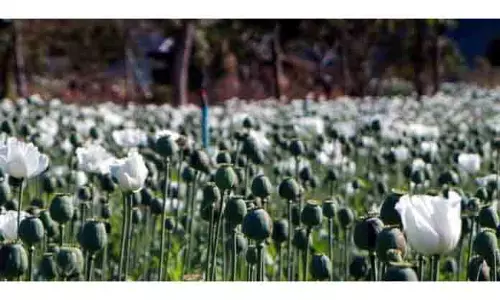 Jhajjar Kotli से करीब 60 किलो पोस्त जैसा पदार्थ बरामद