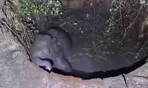 Kanakapura में पुराने कुएं में गिरे हाथी के बच्चे को रेस्क्यू कर बचाया गया Kanakapura में पुराने कुएं में गिरे हाथी के बच्चे को रेस्क्यू कर बचाया गया