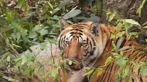 Lakhimpur Kher: खेत में गन्ना काट रही महिला के सामने अचानक आ गया बाघ,ऐसे जान बचाई Lakhimpur Kher: खेत में गन्ना काट रही महिला के सामने अचानक आ गया बाघ,ऐसे जान बचाई