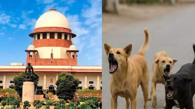 New Delhi: कुत्ते काटने से मौत पर राज्य को सुप्रीम कोर्ट से भारी झटका New Delhi: कुत्ते काटने से मौत पर राज्य को सुप्रीम कोर्ट से भारी झटका