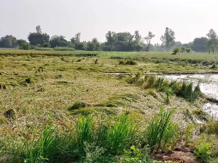 Farrukhabad: नवाबगंज में नलकूप बंद, किसानों की फसलें सूखने लगीं Farrukhabad: नवाबगंज में नलकूप बंद, किसानों की फसलें सूखने लगीं
