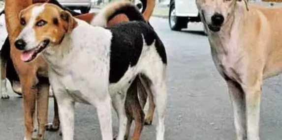 कुत्तों से सावधान रहने गांव में मुनादी, हमले से दर्जन भर लोग घायल कुत्तों से सावधान रहने गांव में मुनादी, हमले से दर्जन भर लोग घायल