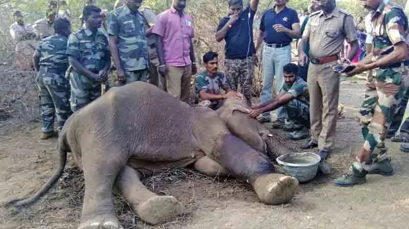 Tamil Nadu: विस्फोटक खाने से हाथी के बच्चे की मौत, 1 गिरफ्तार Tamil Nadu: विस्फोटक खाने से हाथी के बच्चे की मौत, 1 गिरफ्तार