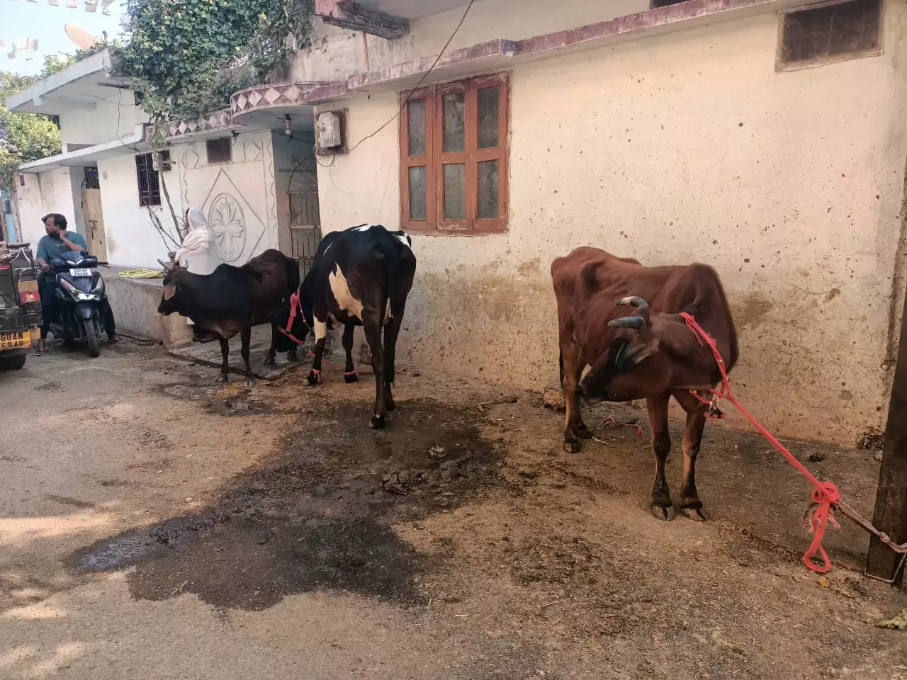 रायपुर : डेयरी संचालक ने मवेशियों को सड़क पर छोड़ा, 5 हजार का जुर्माना रायपुर : डेयरी संचालक ने मवेशियों को सड़क पर छोड़ा, 5 हजार का जुर्माना