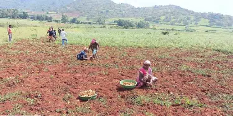 Koraput में आलू की पैदावार पर असर, अधिकारियों ने क्लाइमेट चेंज को ज़िम्मेदार ठहराया Koraput में आलू की पैदावार पर असर, अधिकारियों ने क्लाइमेट चेंज को ज़िम्मेदार ठहराया